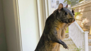 Judicial Watch: New York Authorities Planned to Euthanize ‘Peanut
the Squirrel’ and ‘Fred the Raccoon’ Before Seizing Them from Owner